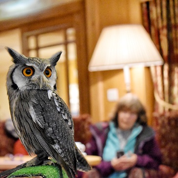 Up close image of bird of prey