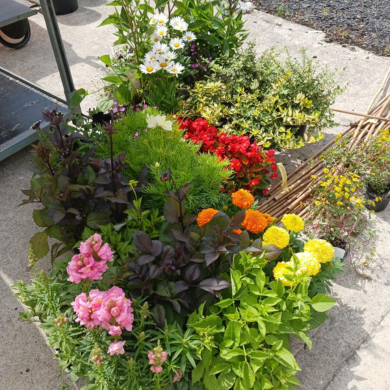 Flower donations bring life and colour to The Cedars